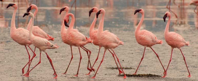 20_flamingos.jpg